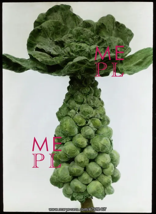 : Brassica Oleracea Gemmifera (Brussels Sprouts) : Brassica Oleracea Gemmifera (Brussels Sprouts)