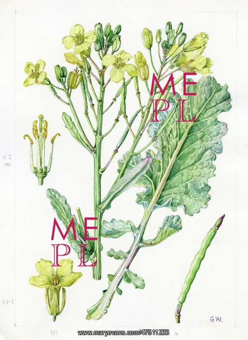 : Brassica oleracea - wild cabbage : Brassica oleracea - wild cabbage