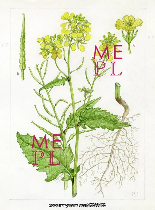 : Brassica sinapis : Brassica sinapis