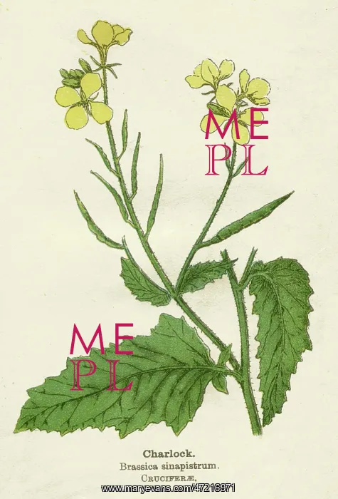  : BRASSICA SINAPISTRUM