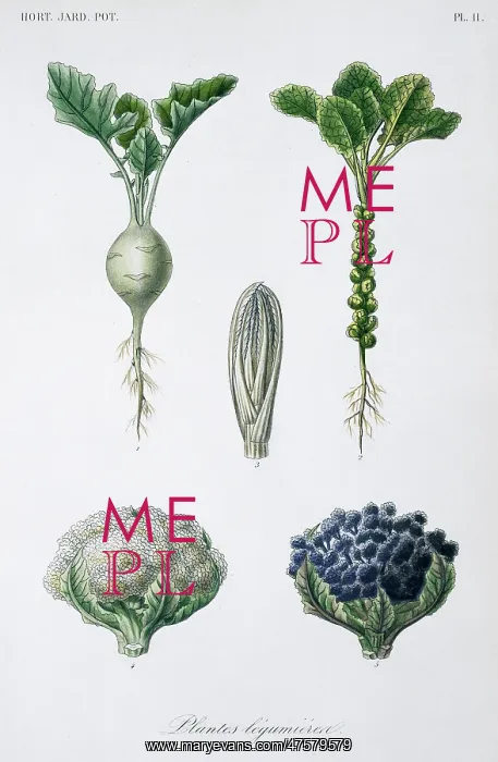 : Brassica sp : Brassica sp