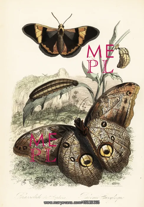 : Brassolis sophorae butterfly and forest giant : Brassolis sophorae butterfly and forest giant