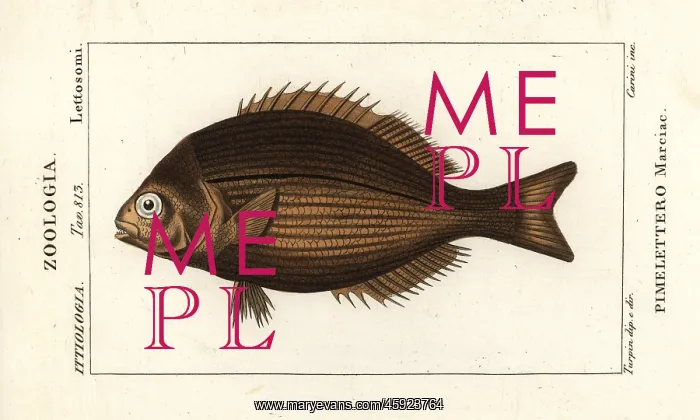 : Brassy chub, Kyphosus vaigiensis : Brassy chub, Kyphosus vaigiensis