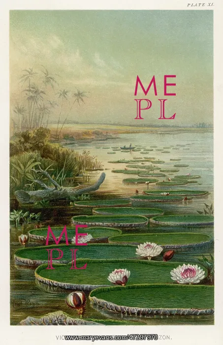 : BRAZIL / AMAZON LILIES : BRAZIL / AMAZON LILIES