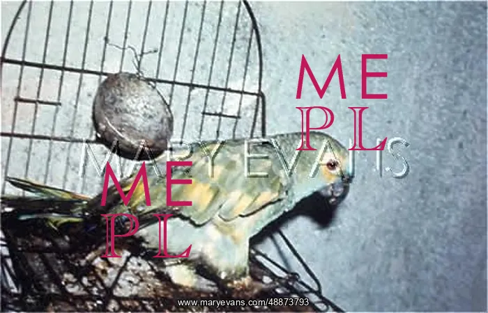 : BRAZIL / PARROT : BRAZIL / PARROT