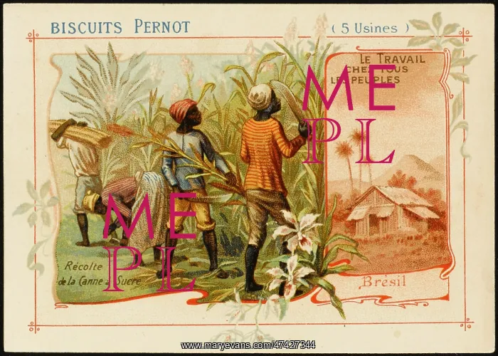 : Brazil - Sugar Cane : Brazil - Sugar Cane