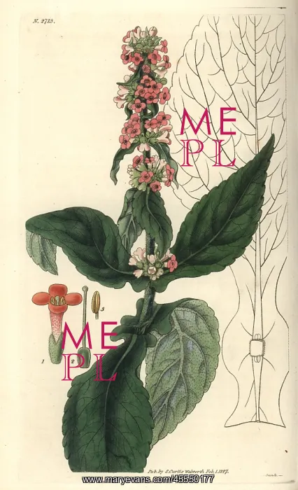 : Brazilian buddlea, Buddlea brasiliensis, with : Brazilian buddlea, Buddlea brasiliensis, with