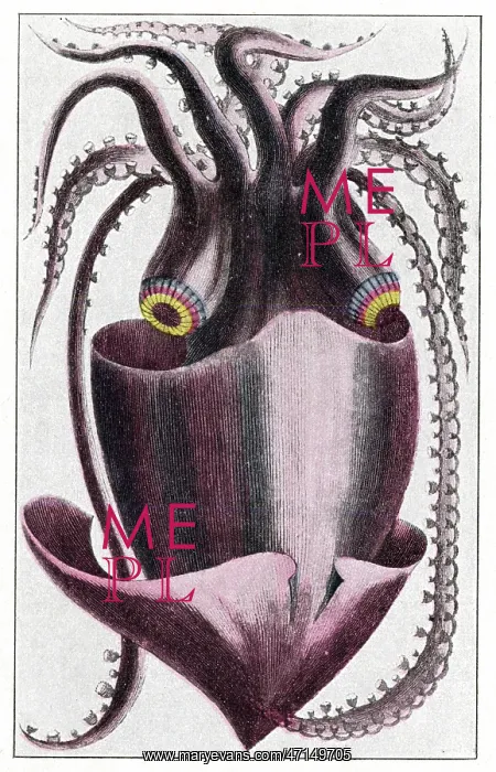 : Brazilian squid : Brazilian squid
