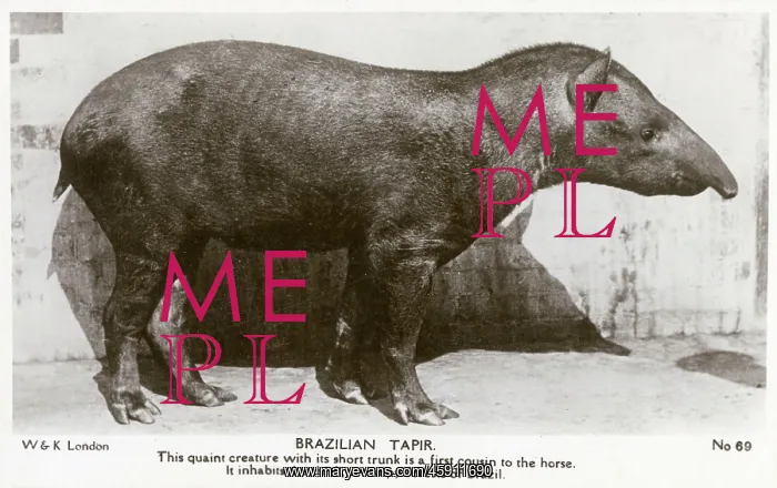 : Brazilian Tapir - Native to thick, swampy forests of Brazil : Brazilian Tapir - Native to thick, swampy forests of Brazil