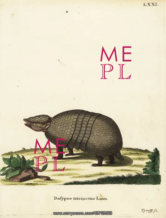 : Brazilian three-banded armadillo, Tolypeutes tricinctus : Brazilian three-banded armadillo, Tolypeutes tricinctus