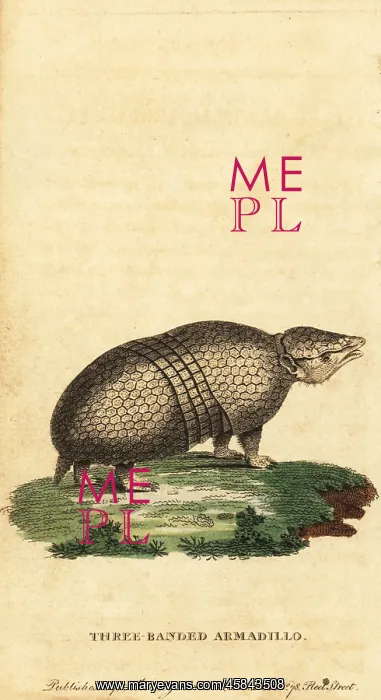 : Brazilian three-banded armadillo, Tolypeutes tricinctus : Brazilian three-banded armadillo, Tolypeutes tricinctus