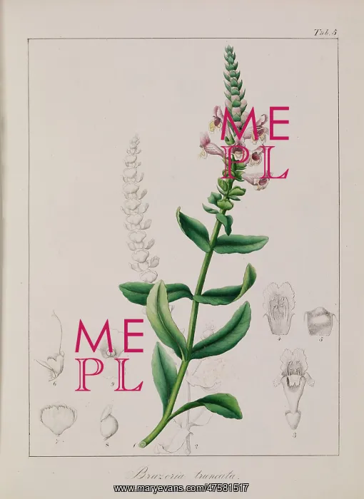  : Brazoria truncata