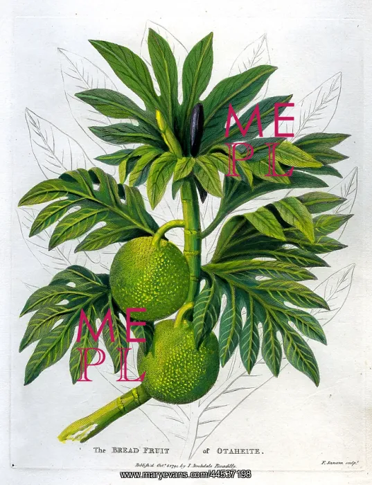  : Bread Fruit of Otaheite