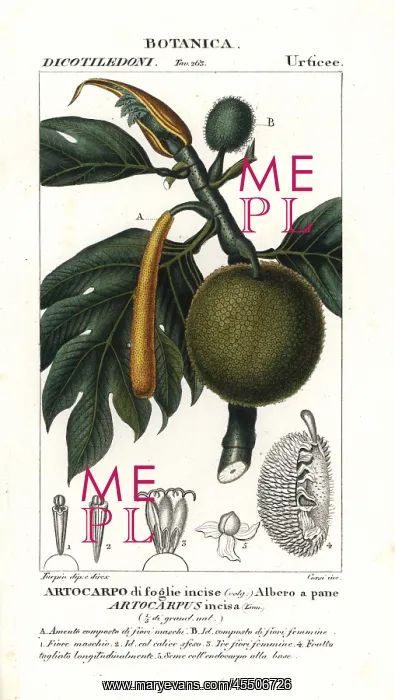 : Breadfruit, Artocarpus altilis : Breadfruit, Artocarpus altilis