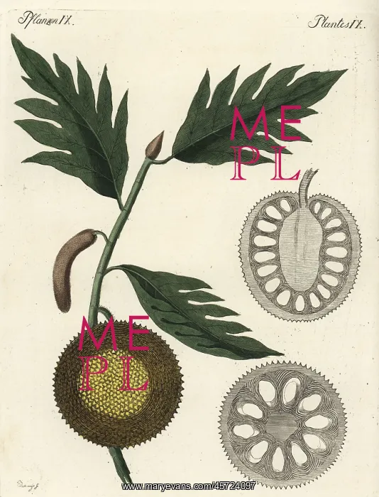: Breadfruit, Artocarpus altilis, with ripe fruit and sections : Breadfruit, Artocarpus altilis, with ripe fruit and sections
