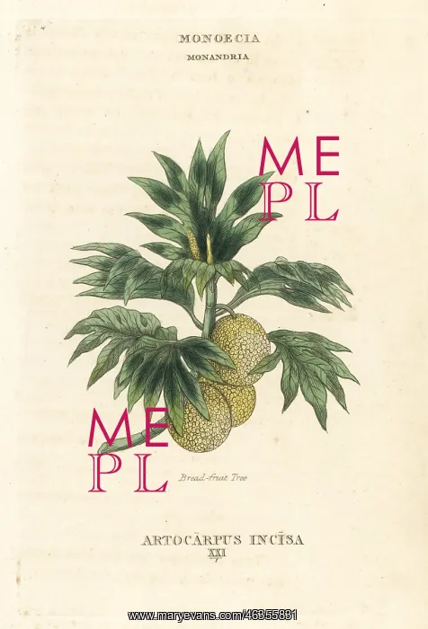 : Breadfruit tree, Artocarpus altilis : Breadfruit tree, Artocarpus altilis