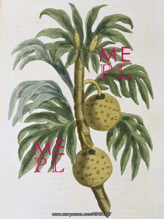 : Breadfuit: Artocarpus incisus. Tree with fruit : Breadfuit: Artocarpus incisus. Tree with fruit