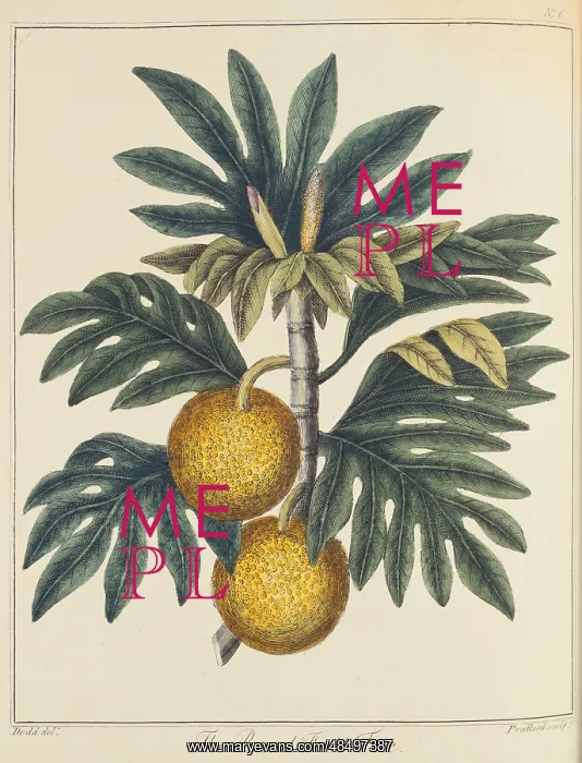: Breadfuit: Artocarpus incisus. Tree with fruit : Breadfuit: Artocarpus incisus. Tree with fruit