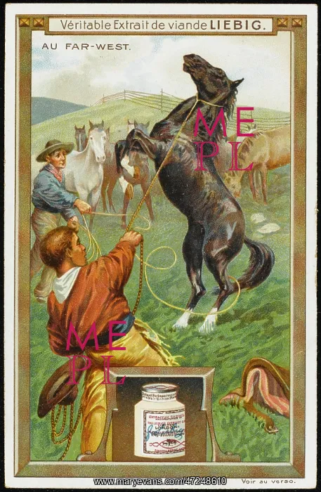  : BREAKING IN HORSES