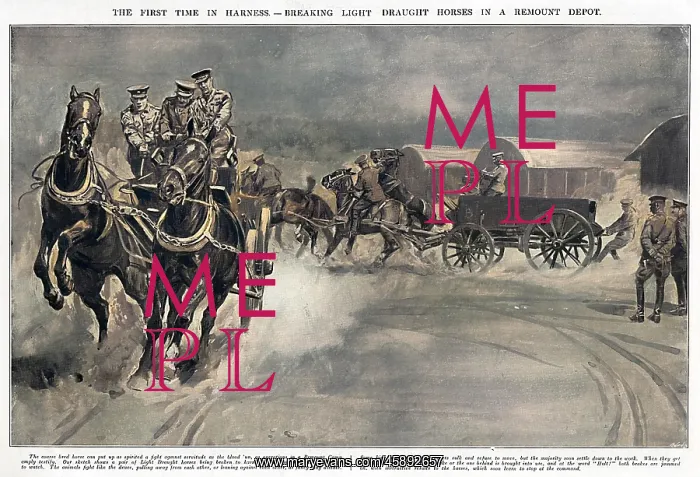 : Breaking light draught horses at Army Remount Depot, WW1 : Breaking light draught horses at Army Remount Depot, WW1
