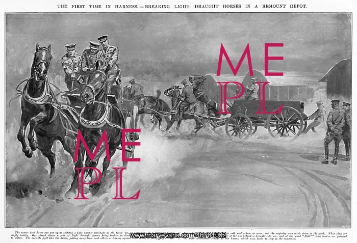 : Breaking light draught horses at Army Remount Depot, WW1 : Breaking light draught horses at Army Remount Depot, WW1