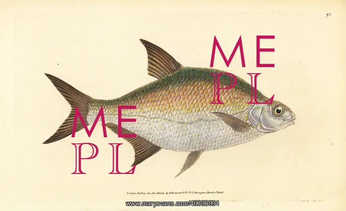 : Bream, Abramis brama : Bream, Abramis brama
