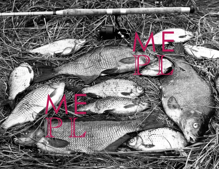 : BREAM CATCH : BREAM CATCH