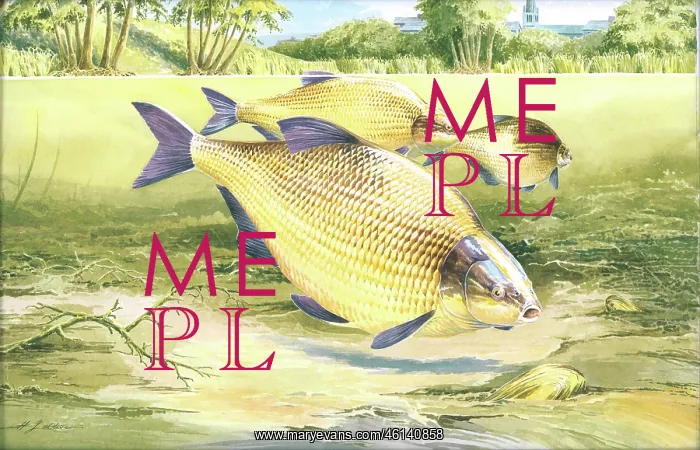  : Bream by H.J. Oliver