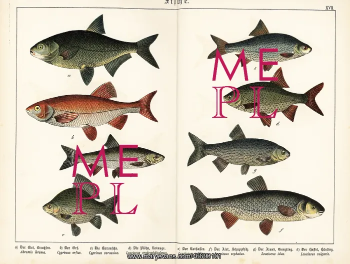 : Bream, ide, Crucian carp, rudd, roach, chub and dace : Bream, ide, Crucian carp, rudd, roach, chub and dace