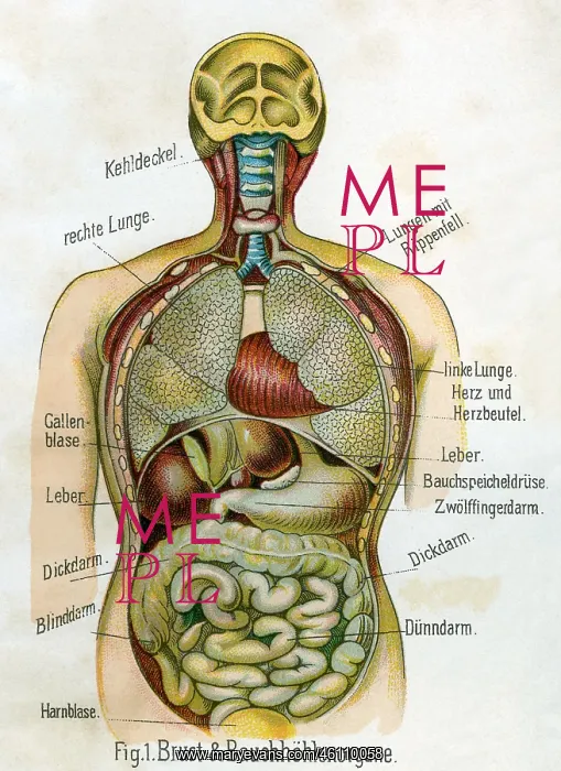 : Breast and organs of the abdominal cavity, 1902 : Breast and organs of the abdominal cavity, 1902
