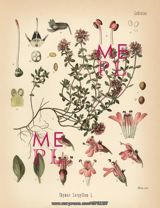 : Breckland thyme or wild thyme, Thymus serpyllum : Breckland thyme or wild thyme, Thymus serpyllum
