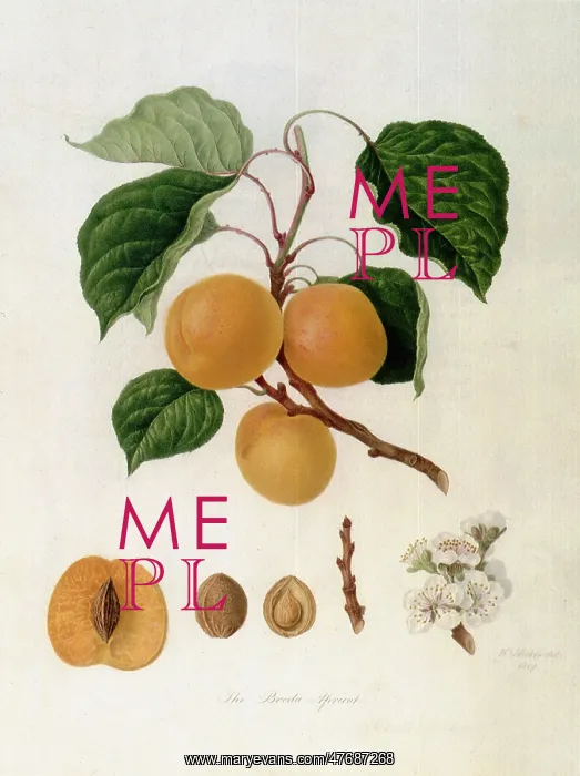  : Breda Apricots