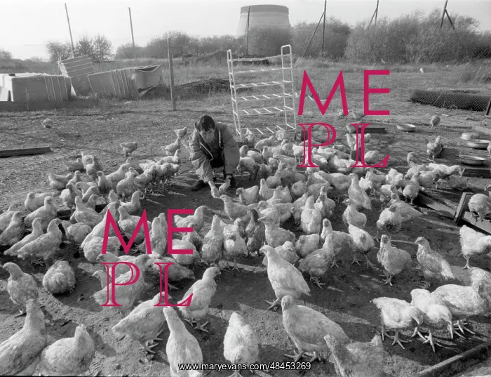 : Breeding broilers near Chernobyl Nuclear Power : Breeding broilers near Chernobyl Nuclear Power