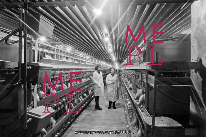 : Breeding Poultry House : Breeding Poultry House