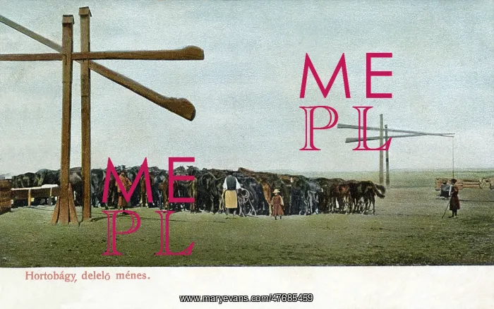 : Breeding stud for horses, Hortobagy, Hungary : Breeding stud for horses, Hortobagy, Hungary