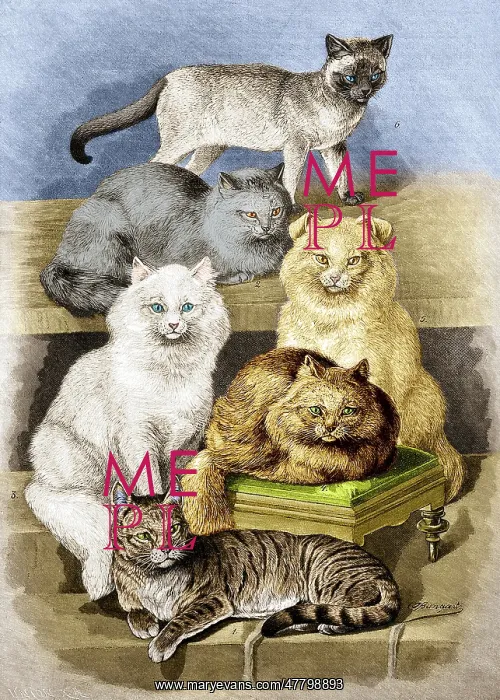 : Breeds of Cats, 1897 : Breeds of Cats, 1897