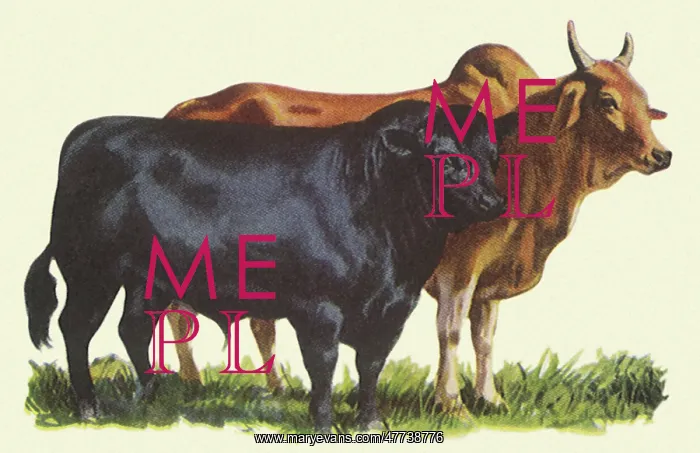  : Two Breeds of Cattle