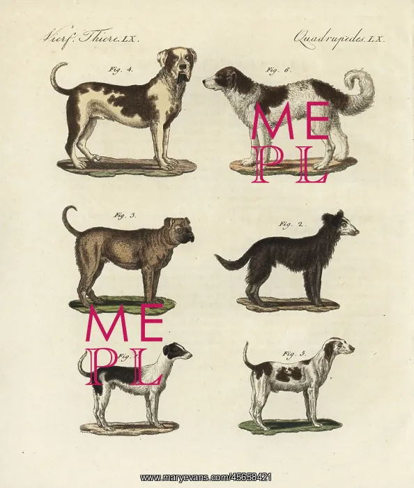 : Breeds of dogs : Breeds of dogs
