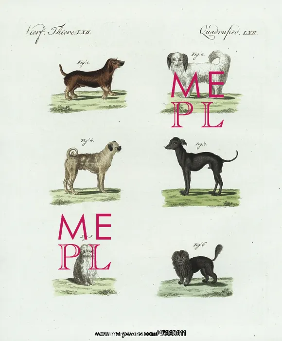 : Breeds of dogs : Breeds of dogs