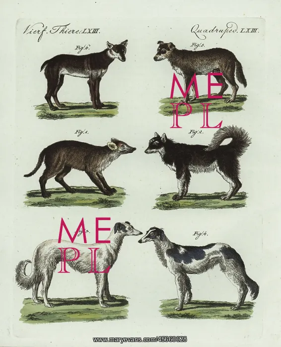 : Breeds of dogs : Breeds of dogs