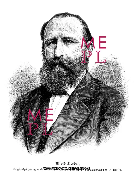 : Brehm, Alfred, 2.2.1829 - 11.11.1884, German : Brehm, Alfred, 2.2.1829 - 11.11.1884, German