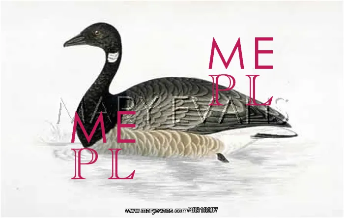 : BRENT GOOSE : BRENT GOOSE