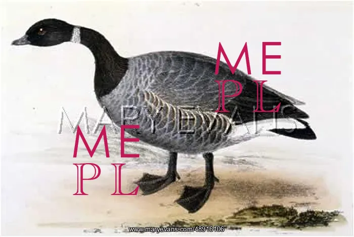  : BRENT GOOSE