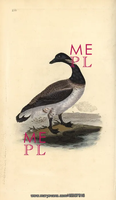 : Brent goose, Branta bernicla : Brent goose, Branta bernicla