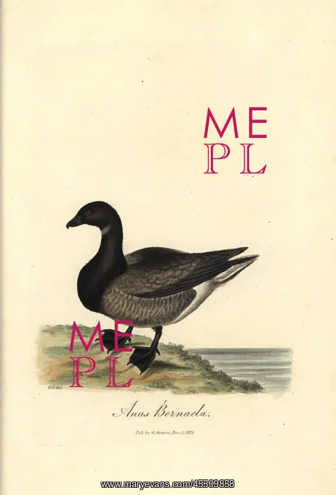 : Brent goose, Branta bernicla : Brent goose, Branta bernicla