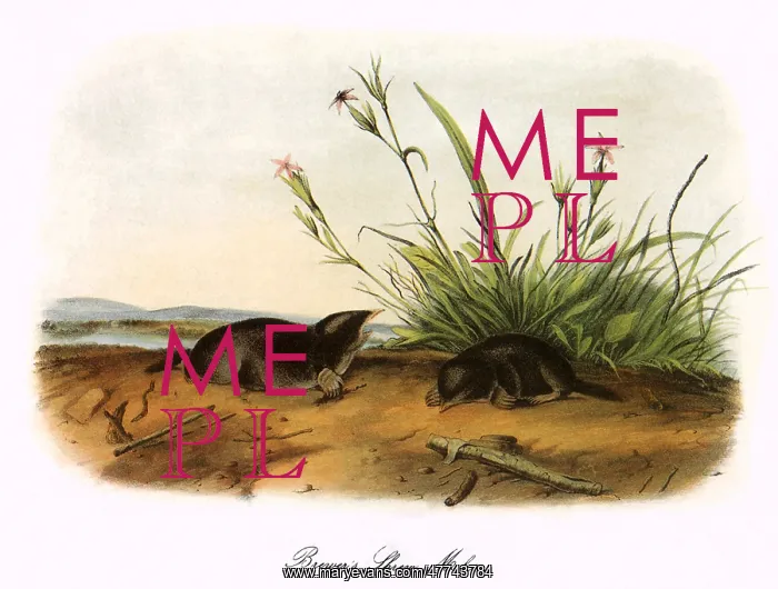 : Brewer's Shrew Moles : Brewer's Shrew Moles