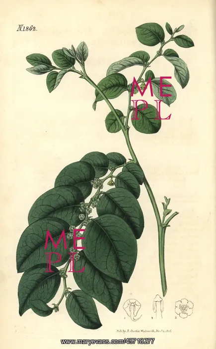 : Breynia fruticosa : Breynia fruticosa