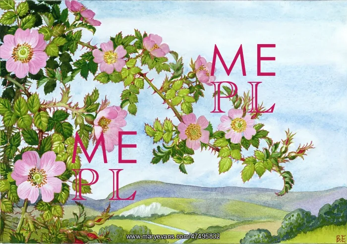  : Briar Rose with Sussex Downs behind