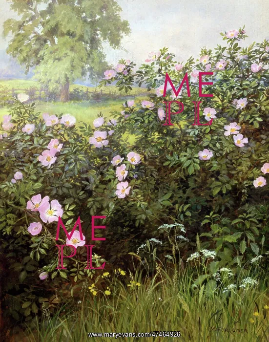  : Briar Roses ? in landscape