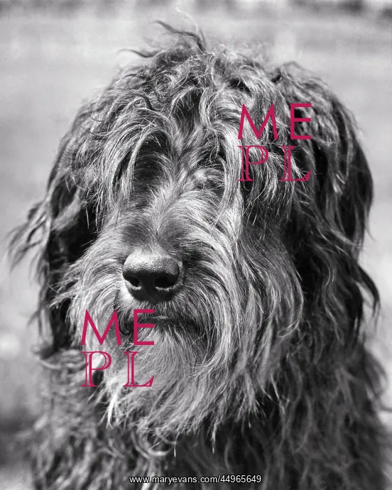  : Briard Dog